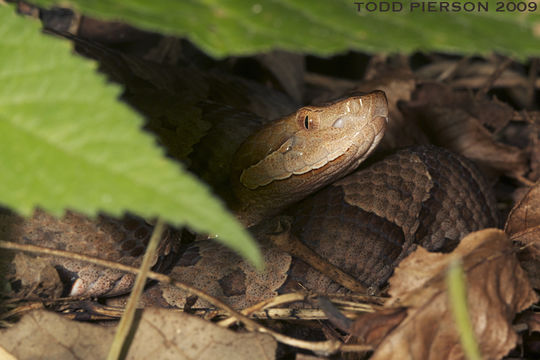 Plancia ëd Agkistrodon contortrix (Linnaeus 1766)