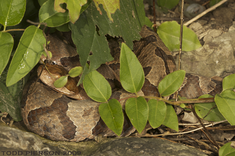 Sivun Agkistrodon contortrix (Linnaeus 1766) kuva