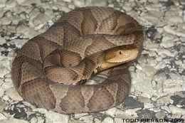 Image of Copperhead