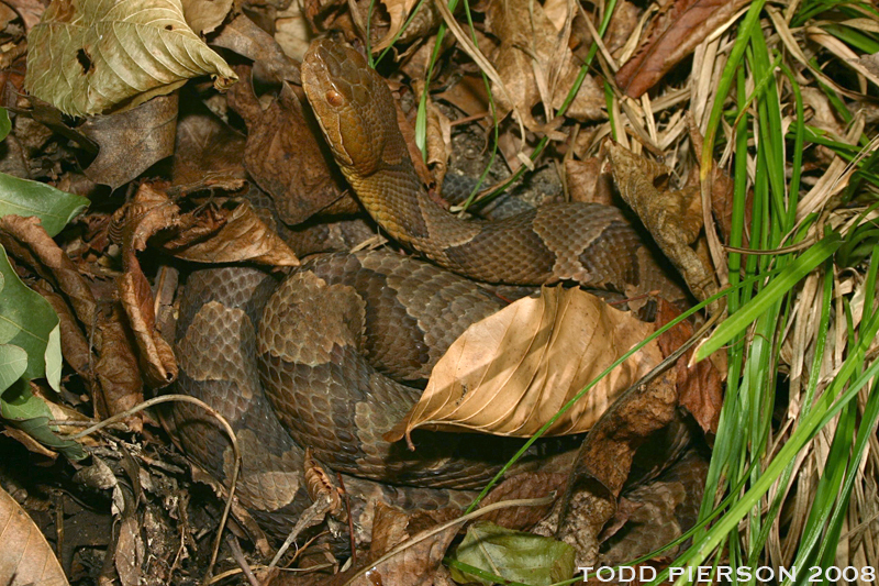 Sivun Agkistrodon contortrix (Linnaeus 1766) kuva