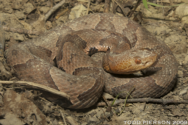 Image of Copperhead