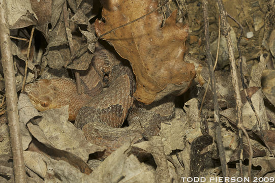 Image of Copperhead