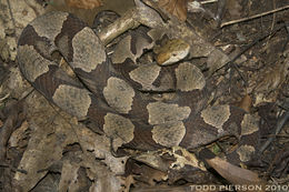 Image of Copperhead