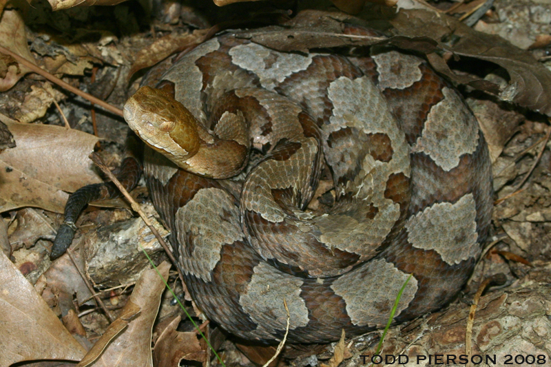 Sivun Agkistrodon contortrix (Linnaeus 1766) kuva