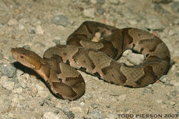 Image of Copperhead