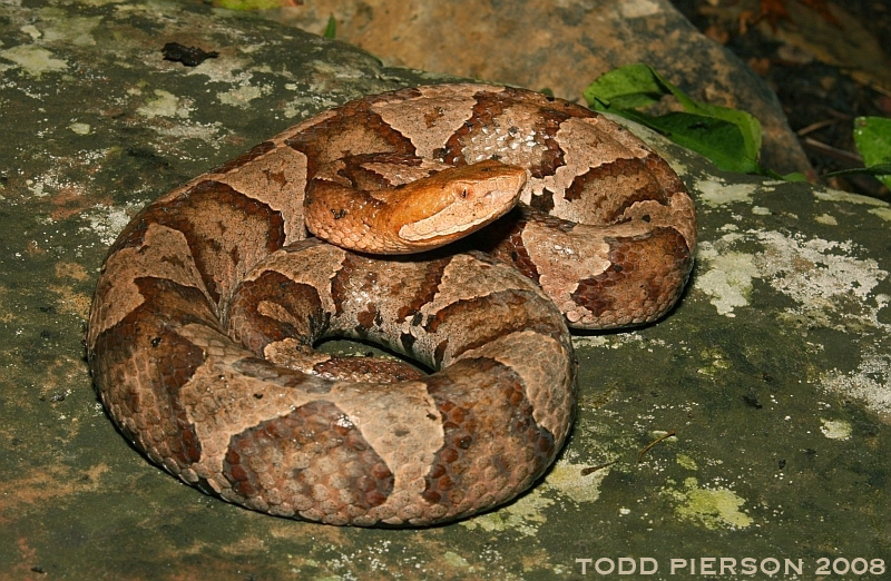 Image of Copperhead