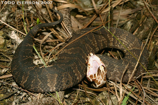 Image of Cottonmouth