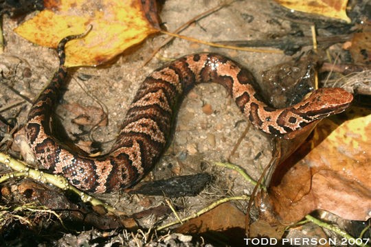 Image of Cottonmouth