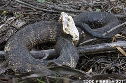 Image of Cottonmouth