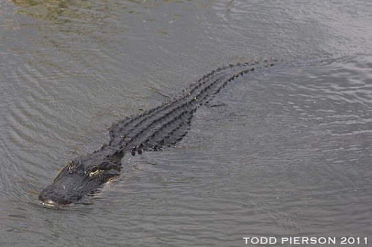 Image of American alligator