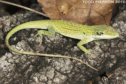 صورة Anolis carolinensis Voigt 1832