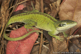 Image of American Anole