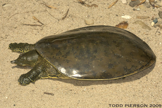 Image of Spiny Softshell