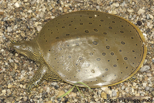 Image of Spiny Softshell