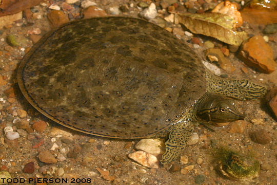 Image of Spiny Softshell