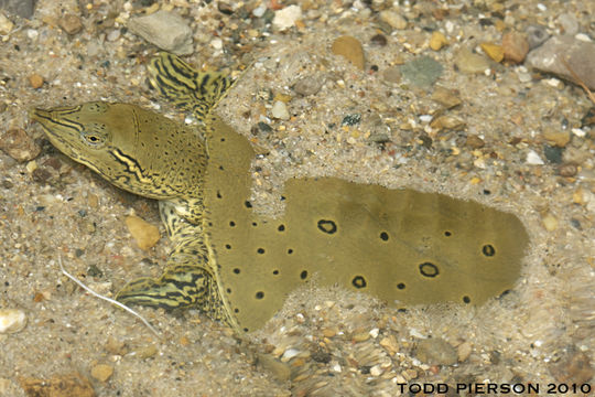 Image of Spiny Softshell