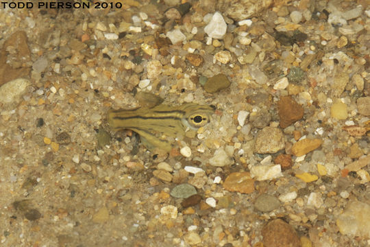 Image of Spiny Softshell