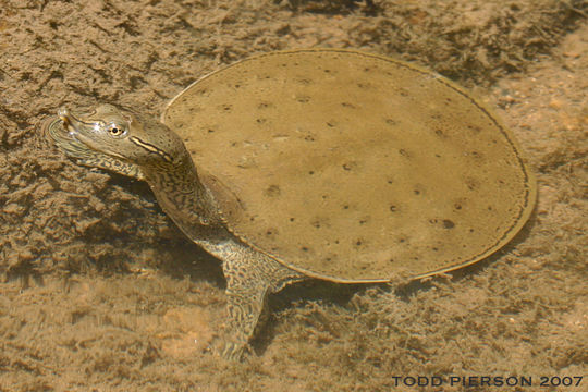 Image of Spiny Softshell