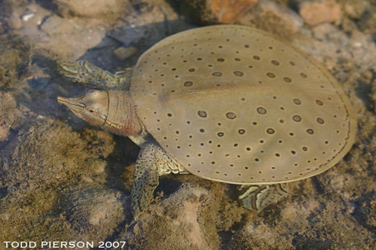 Image of Spiny Softshell