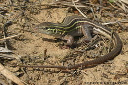 Image of <i>Aspidoscelis sexlineata</i>