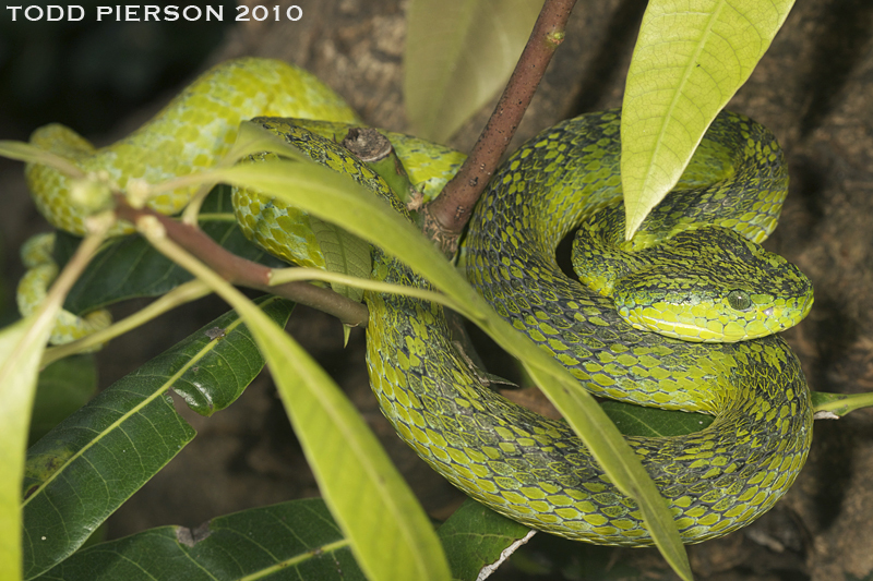 Image of Bothriechis thalassinus Campbell & H. M. Smith 2000