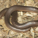 صورة Carphophis Gervais 1843