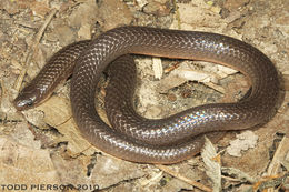 Image of Eastern Worm Snake