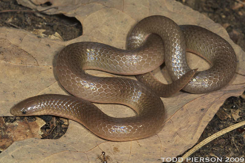 Image of Eastern Worm Snake