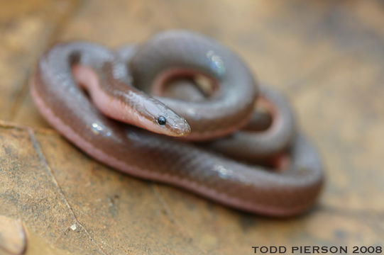 Image of Eastern Worm Snake