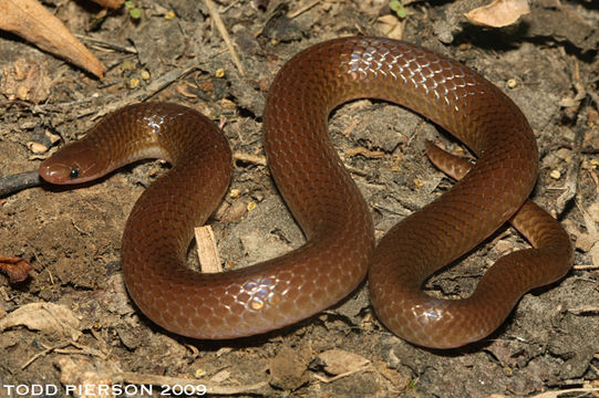 Image of Eastern Worm Snake