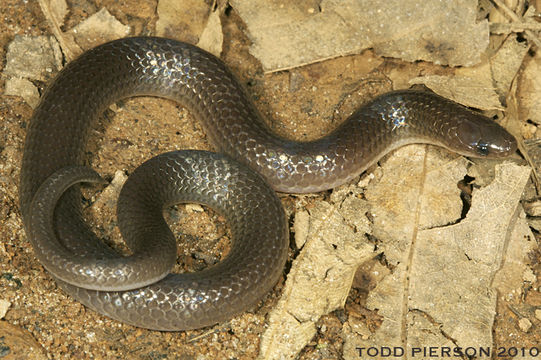 Image of Eastern Worm Snake