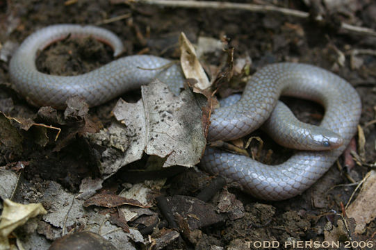 Image of Eastern Worm Snake