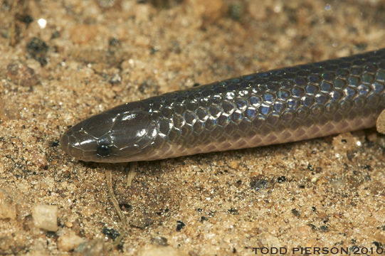 Image of Eastern Worm Snake