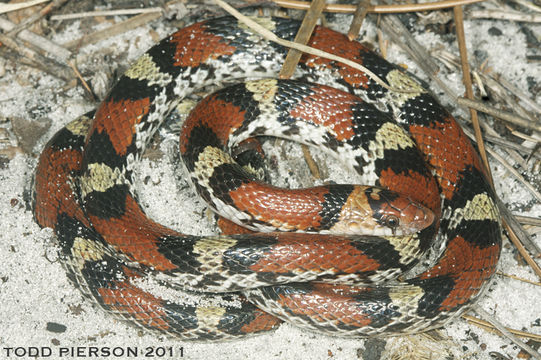 Image of Scarlet Snake
