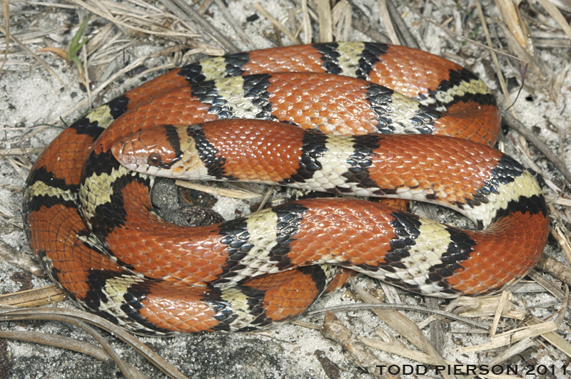 Image of Scarlet Snake