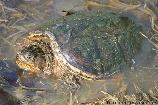 Image of Common Snapping Turtle