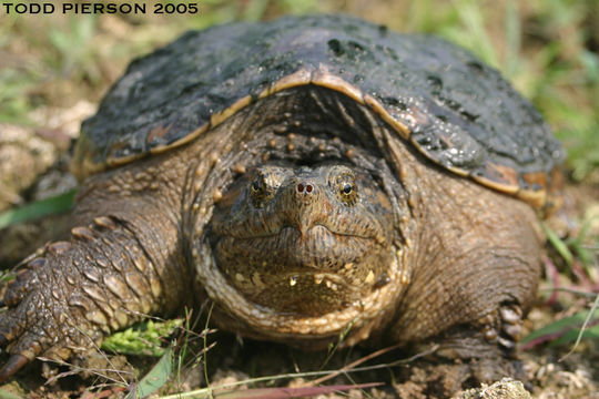 Image of Common Snapping Turtle