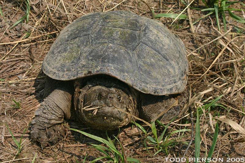 Image of Common Snapping Turtle