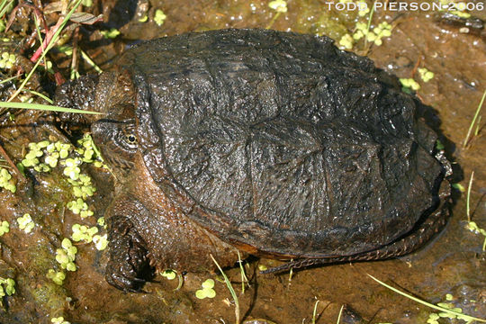 Imagem de Chelydra serpentina (Linnaeus 1758)