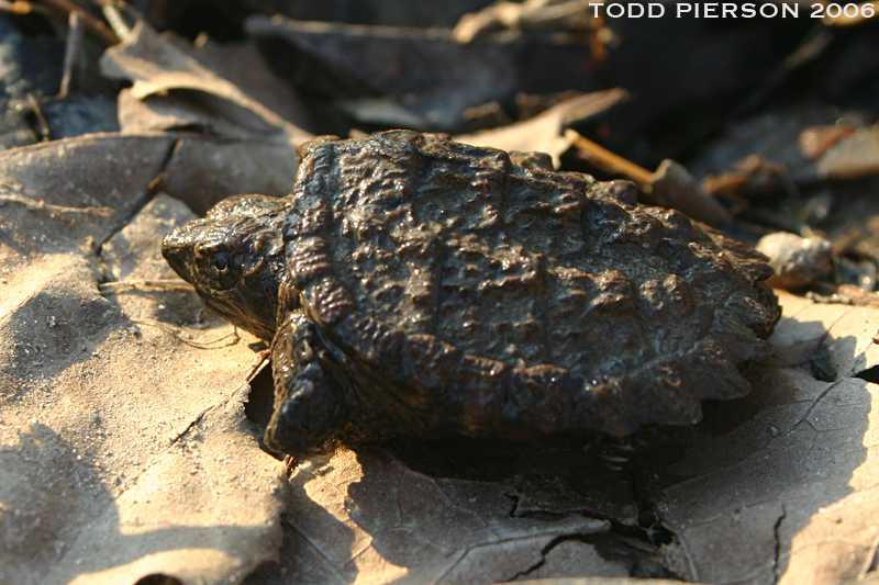 Imagem de Chelydra serpentina (Linnaeus 1758)