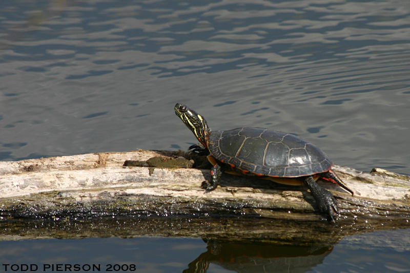 Image of Painted Turtle