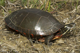 Image of Painted Turtle