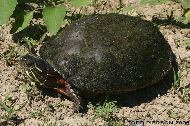 Imagem de Chrysemys picta (Schneider 1783)