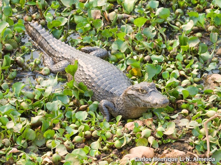 Image of Yacare caiman