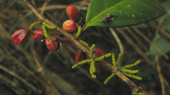 Image of Lacistema hasslerianum Chod.