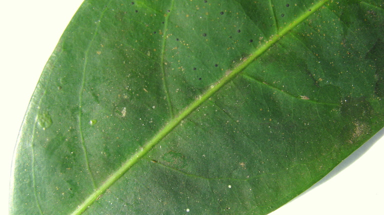 Image of Lacistema hasslerianum Chod.