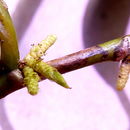 Image of Lacistema hasslerianum Chod.