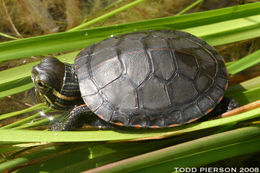 Image of Painted Turtle