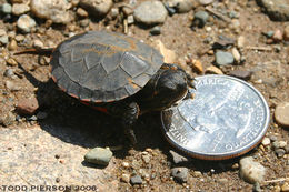 Image of Painted Turtle