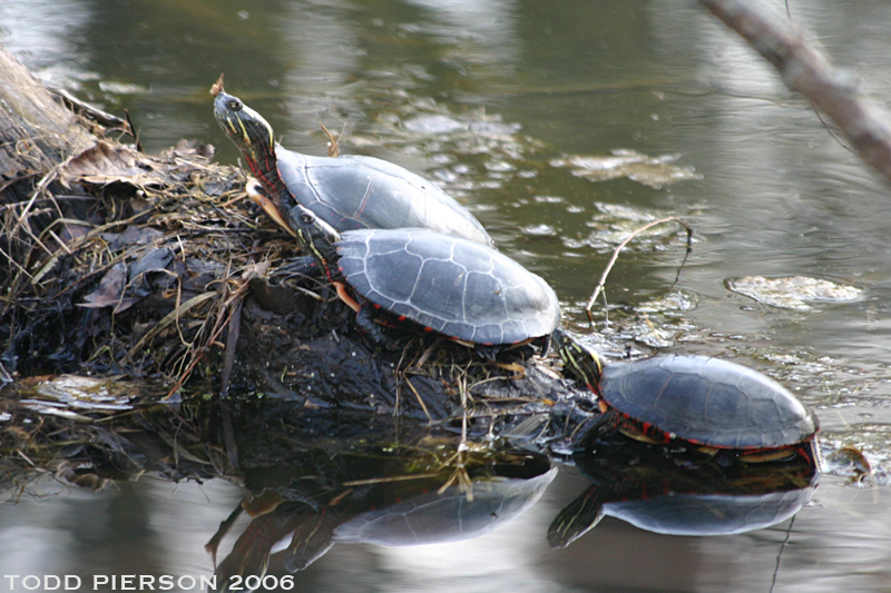 Image of Painted Turtle